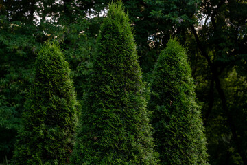Three green thuja trees standing in a row against a dark forest background © PhotoBank