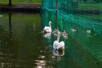 White mute swans with small grey cygnets swimming in the pond near a green safety net © PhotoBank
