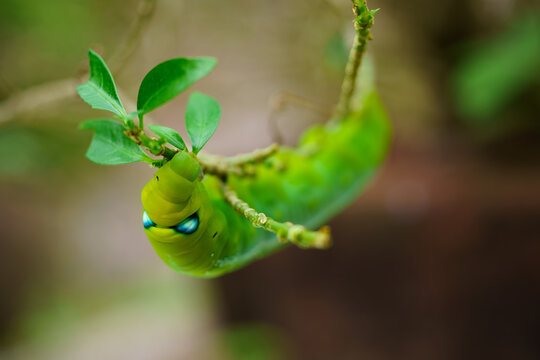 Macro shot of a green oleander hawk-moth caterpillar with blue eyespots on a twig
