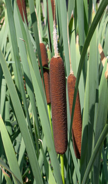 Close-up of Typha latifolia bulrush in nature, Typha latifolia