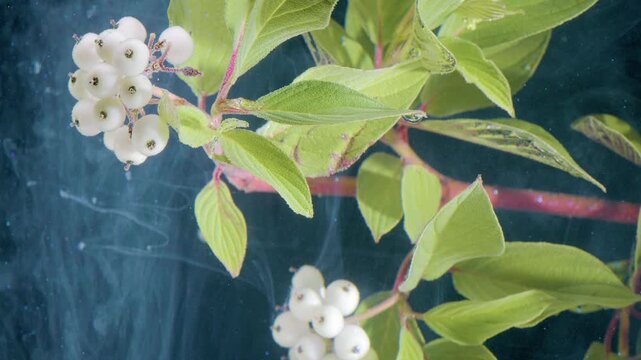 Close macro motion showing diagonal branch with clustered pale white round berries and bright green serrated leaves developing surface droplets and subtle leaf