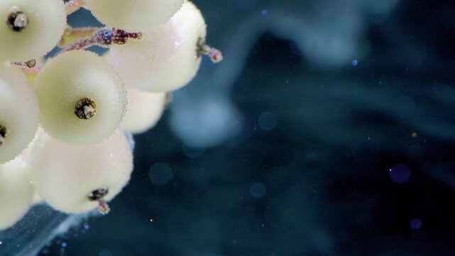 Tight macro view of clustered pale translucent spherical pods along frame edge, with smooth waxy surfaces, soft bokeh glow, and deep blue backdrop