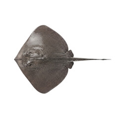 Symmetrical stingray fish top view isolated on transparent background © shuphanida