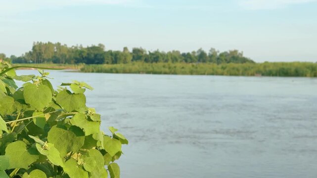 Green bush leaves against beautiful flowing river under blue sky. video