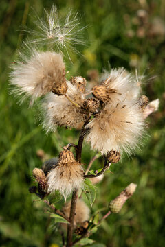 Faded thistle with flying seeds