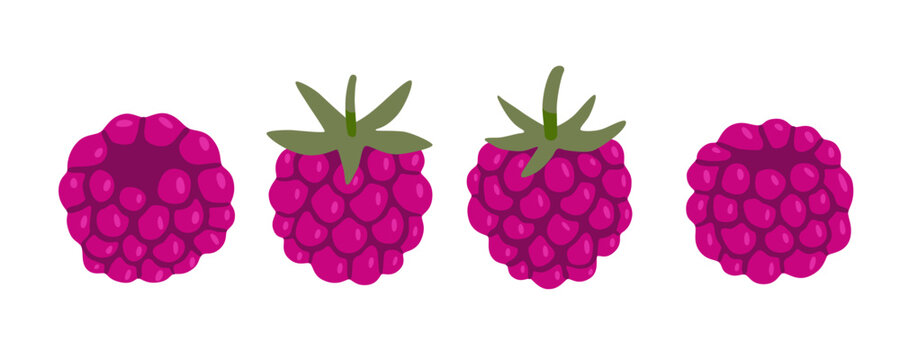 Collection of ripe raspberries isolated on white background. Fresh sweet berry with and without leaves in a cute minimal style, flat vector illustration.