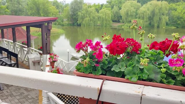 Red geranium flower in planter box on balcony overlooking lake. Scenic waterfront view from terrace with wooden railing and pavilion. Nature landscape summer scene.