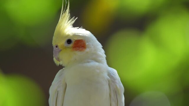 Detailed Close up of a cockatiel with a yellow crest and orange cheek patch set