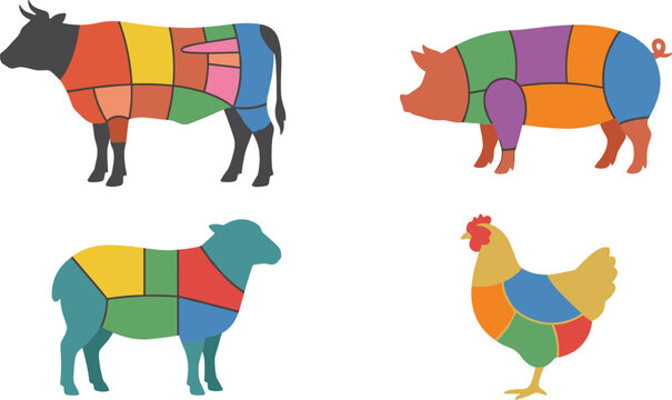 Butcher Meat Cut Diagram Collection with Beef, Pork, Lamb, and Chicken Section Charts for Butchery, Culinary Education, and Meat Processing Vector Illustration