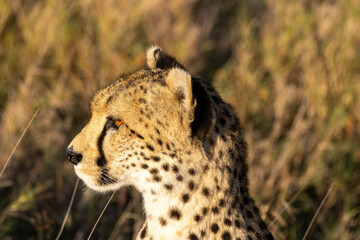 Fototapeta premium Detailed side profile of a cheetah head in Serengeti National Park Tanzania during the dry season