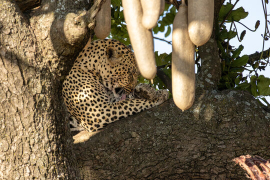 Close up of a leopard grooming its paw in a sausage tree in Serengeti National Park Tanzania