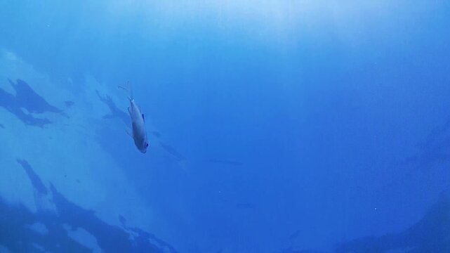 underwater world map. tropical fish. sunlight