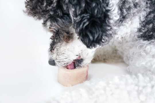 Dog licking bone marrow. Close up. Side view of dog with bone between paws, tongue visible inside marrow cavity. Raw food diet for dogs or barf. Female miniature harlequin poodle. Selective focus.