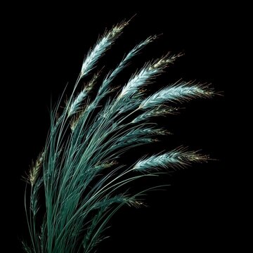 Graceful reed grass sways against a stark black backdrop