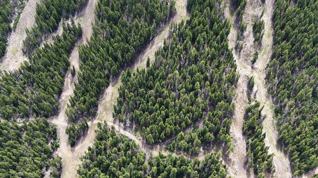 Seen from the sky during summer, ski trails meander through the forest on the slopes of Mt. Bachelor, Oregon. This iconic volcanic mountain is part of the Cascade Range and just 22 miles from Bend.