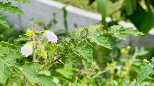 Close-up of Solanum sisymbriifolium (Litchi Tomato) plant with sharp thorns and white flowers in the garden