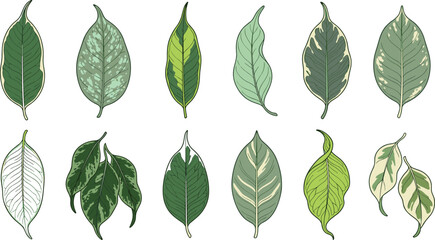 Variegated Houseplant Leaf Collection Vector Set with Tropical Indoor Foliage Botanical Green Leaves and Decorative Plant Elements © MdMunzurul