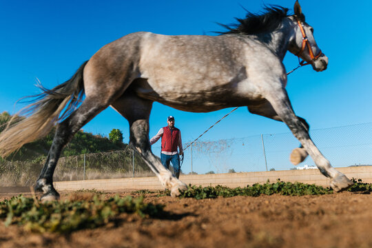 Horse running in a field with trainer