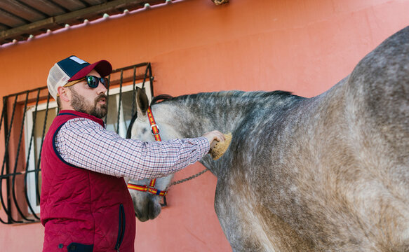Man grooming horse cleaning with sponge in stable