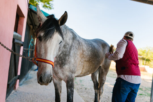 Man grooming dapple gray horse in stable