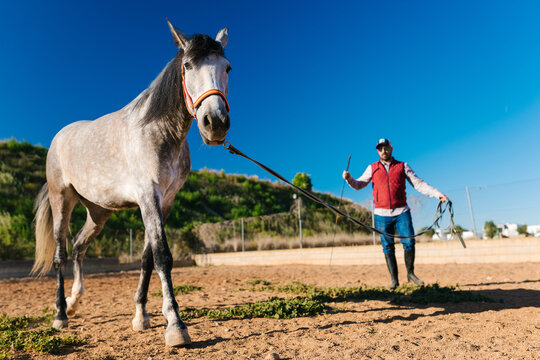 Horse training with lunge rope on rural farm