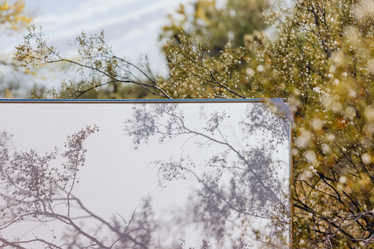 Desert Plant Shadows on White Fabric