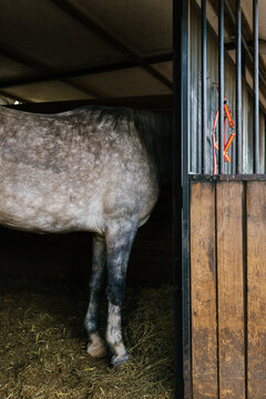 Dapple grey horse standing inside a stable stall