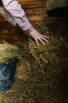 Farmer's hand gathering fresh hay for feed