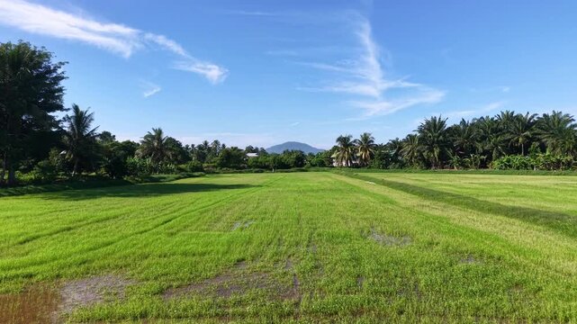 Aerial view of vibrant green rice paddies. Water channels cut through the fields in straight lines