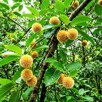 Beautiful Golden Kadam Flowers Blooming on Tree Branches with Lush Green Leaves in Monsoon Season