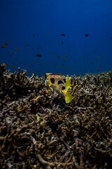 Porcupinefish swimming over a hard coral reef in blue ocean water. © PIPE DIVE UNDERWATER