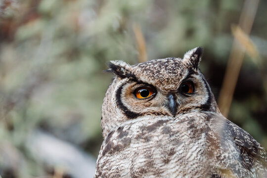 Tucuquere Owl Close-Up