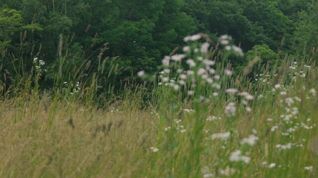 Close-up of Grass with Forest Background