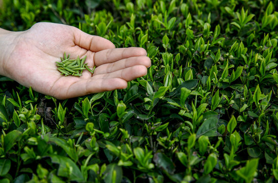 Tea harvest and plantation
