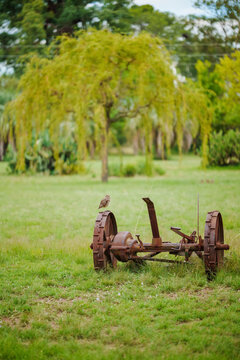 old rusty plow abandoned in a green park lawn with an owl sitting on it