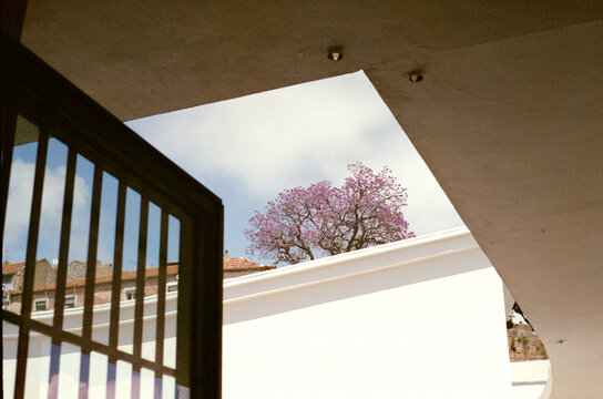 Blooming Jacaranda Frame
