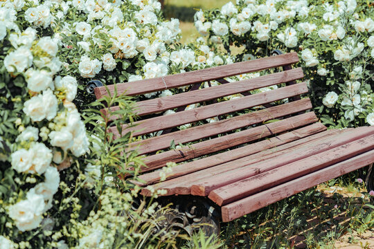 Wooden bench surrounded by white roses in sunny garden