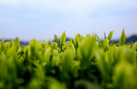 Tea harvest and plantation
