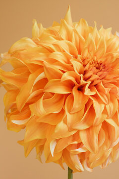 Orange flower blossom