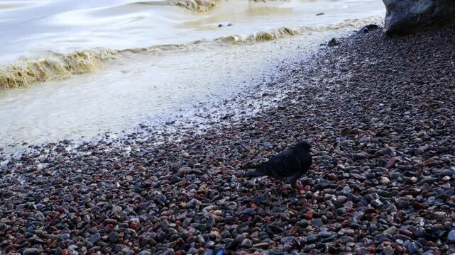 Rock pigeon (Columba livia) walking on pebbles along a shoreline affected by an environmental disaster caused by a vegetable oil spill into the Black Sea as a result of military hostilities.