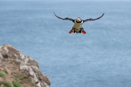 Common Atlantic Puffin, wings spread and coming into land