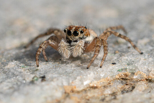 Small jumping spider, Aelurillus v-insignitus, on rocks in Alonnisos Island, Greece