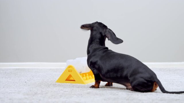 A black and tan dachshund dog sits then steps toward a yellow interactive puzzle feeder on soft carpet at home, a concept of pet boredom relief and mental enrichment.