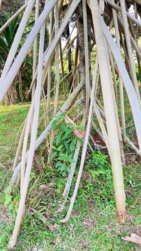 Sea pandan tree, scientifically known as Pandanus utilis (twisted pandan). This tropical plant is characterized by strong, taproots protruding from the base of the trunk to support its body in sandy s