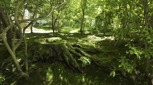 Moss Covered Forest Floor with Tree Stump and Dappled Sunlight