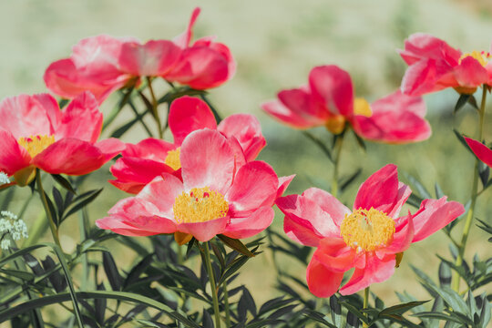 Pink flowers bloom in a garden during the day in springtime