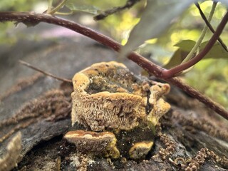 Close-up of a wild bracket polypore fungus growing on decaying tree bark in a forest. © Julia
