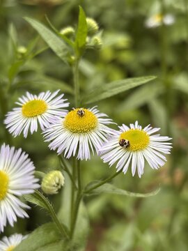 Close-up of annual fleabane wildflower blooms with tiny beetles feeding on the yellow pollen centers.