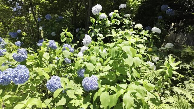 Blue Hydrangea Flowers Kyoto Summer Garden - 4K Japanese Nature Footage