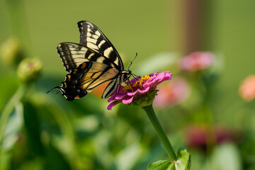Fototapeta premium A yellow and black butterfly taking the pollen from the center of a pink zinnia flower. Swallowtail butteryfly.